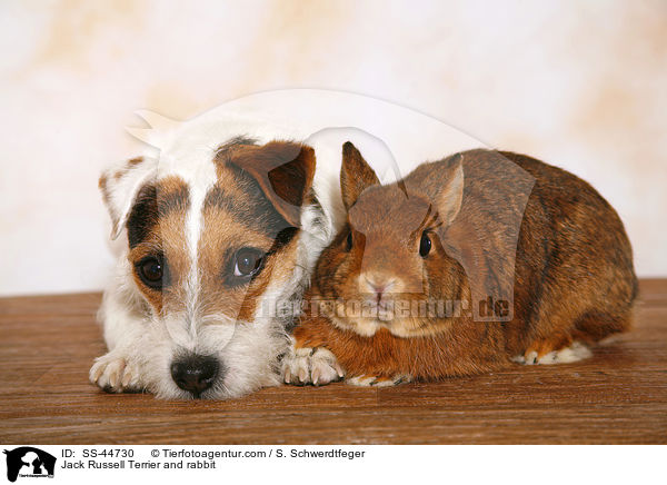 Parson Russell Terrier und Kaninchen / Parson Russell Terrier and rabbit / SS-44730