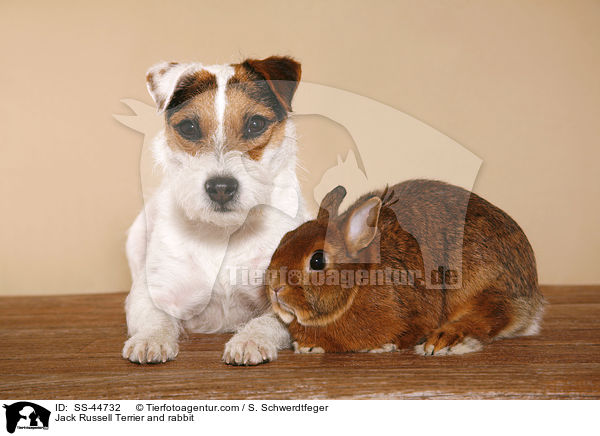 Parson Russell Terrier und Kaninchen / Parson Russell Terrier and rabbit / SS-44732