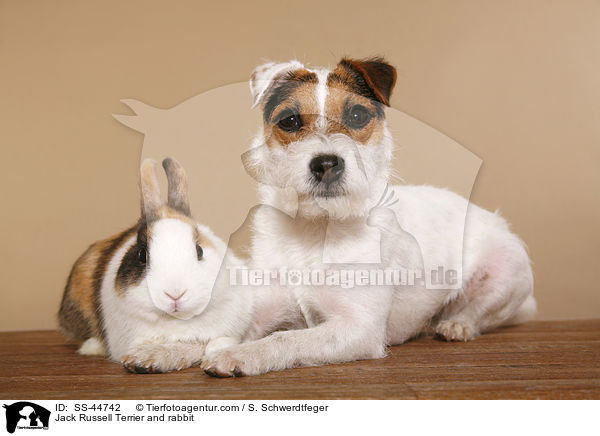 Jack Russell Terrier and rabbit / SS-44742