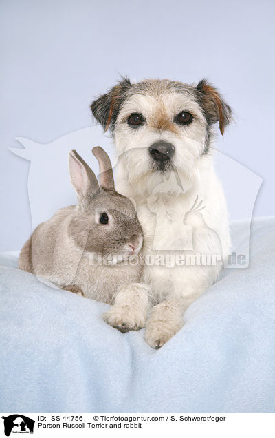 Parson Russell Terrier und Kaninchen / Parson Russell Terrier and rabbit / SS-44756