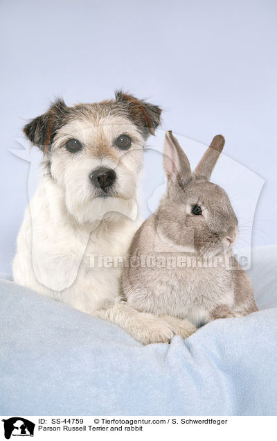 Parson Russell Terrier und Kaninchen / Parson Russell Terrier and rabbit / SS-44759