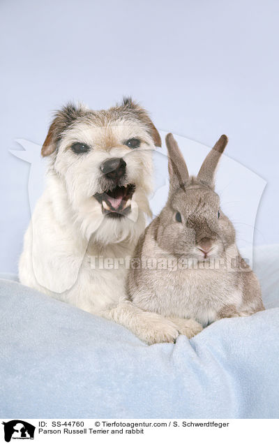 Parson Russell Terrier und Kaninchen / Parson Russell Terrier and rabbit / SS-44760