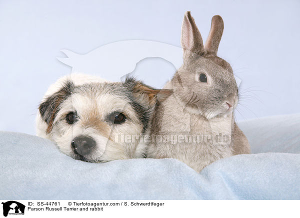 Parson Russell Terrier und Kaninchen / Parson Russell Terrier and rabbit / SS-44761