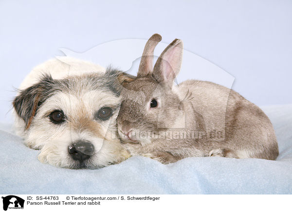 Parson Russell Terrier und Kaninchen / Parson Russell Terrier and rabbit / SS-44763