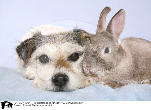 Parson Russell Terrier und Kaninchen / Parson Russell Terrier and rabbit / SS-44764