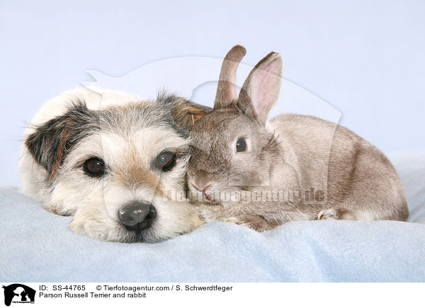 Parson Russell Terrier und Kaninchen / Parson Russell Terrier and rabbit / SS-44765