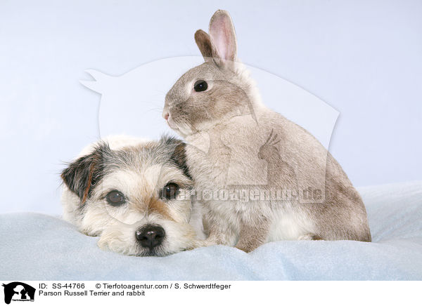 Parson Russell Terrier und Kaninchen / Parson Russell Terrier and rabbit / SS-44766