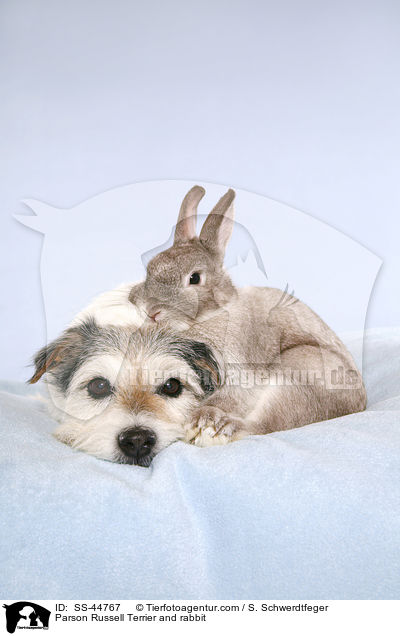 Parson Russell Terrier und Kaninchen / Parson Russell Terrier and rabbit / SS-44767