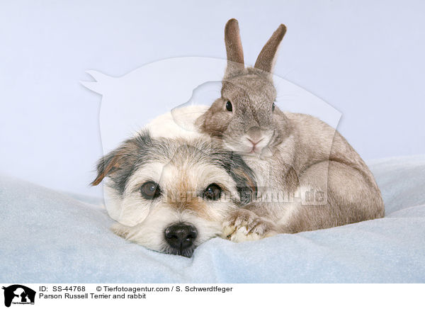 Parson Russell Terrier und Kaninchen / Parson Russell Terrier and rabbit / SS-44768