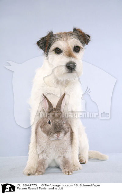 Parson Russell Terrier und Kaninchen / Parson Russell Terrier and rabbit / SS-44773