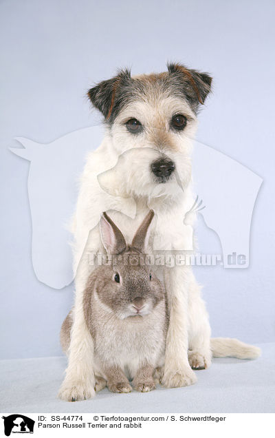 Parson Russell Terrier und Kaninchen / Parson Russell Terrier and rabbit / SS-44774