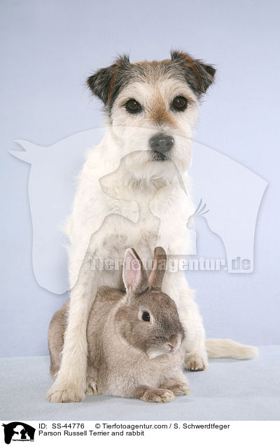 Parson Russell Terrier und Kaninchen / Parson Russell Terrier and rabbit / SS-44776