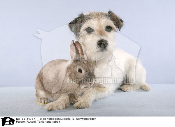 Parson Russell Terrier und Kaninchen / Parson Russell Terrier and rabbit / SS-44777