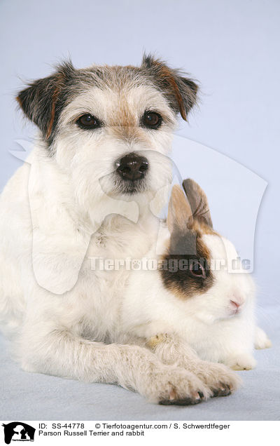 Parson Russell Terrier und Kaninchen / Parson Russell Terrier and rabbit / SS-44778