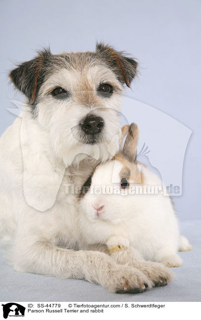Parson Russell Terrier und Kaninchen / Parson Russell Terrier and rabbit / SS-44779
