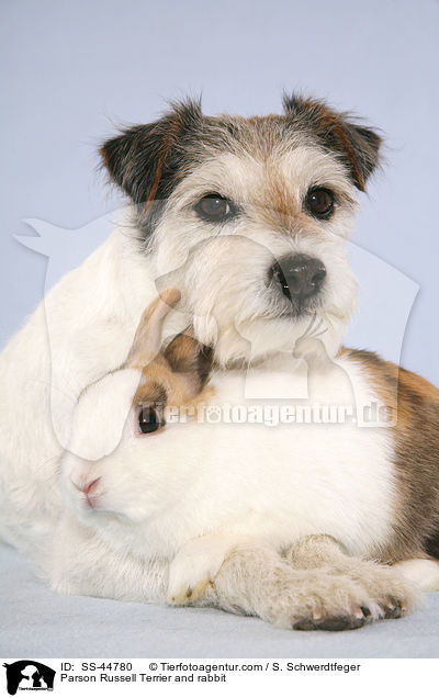 Parson Russell Terrier und Kaninchen / Parson Russell Terrier and rabbit / SS-44780