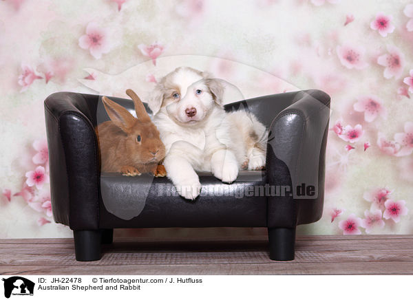 Australian Shepherd und Kaninchen / Australian Shepherd and Rabbit / JH-22478