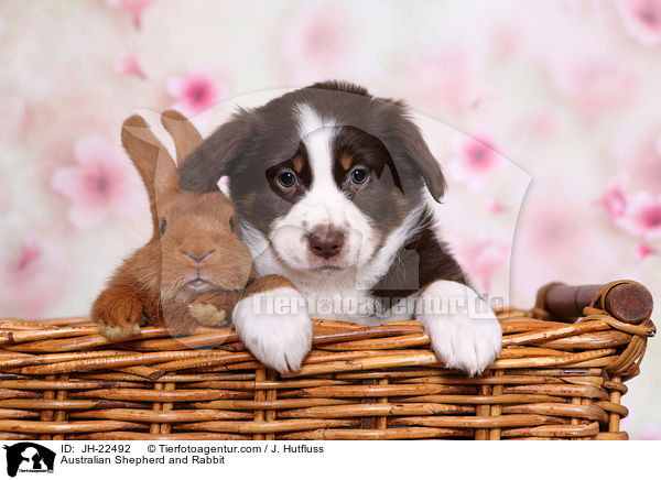 Australian Shepherd und Kaninchen / Australian Shepherd and Rabbit / JH-22492