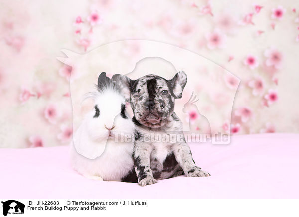 Franzsische Bulldogge Welpe und Kaninchen / French Bulldog Puppy and Rabbit / JH-22683