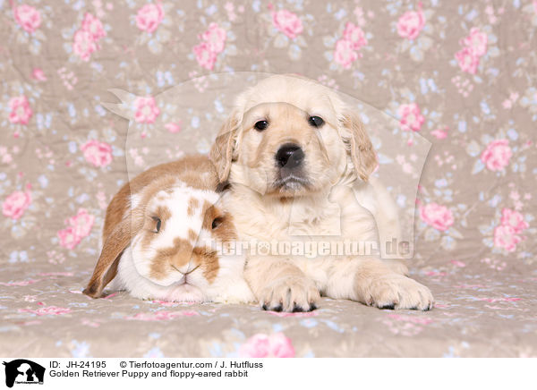 Golden Retriever Puppy and floppy-eared rabbit / JH-24195