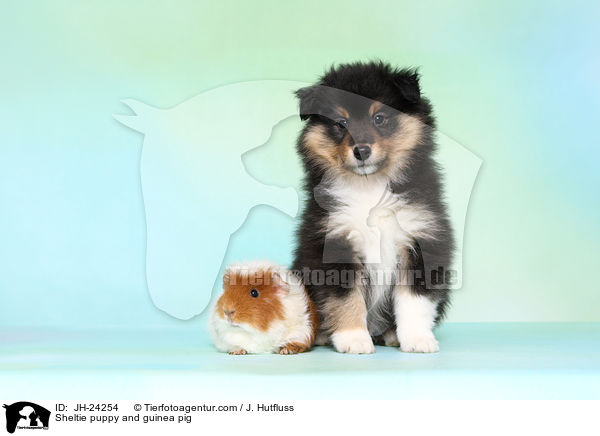 Sheltie Welpe und Meerschweinchen / Sheltie puppy and guinea pig / JH-24254