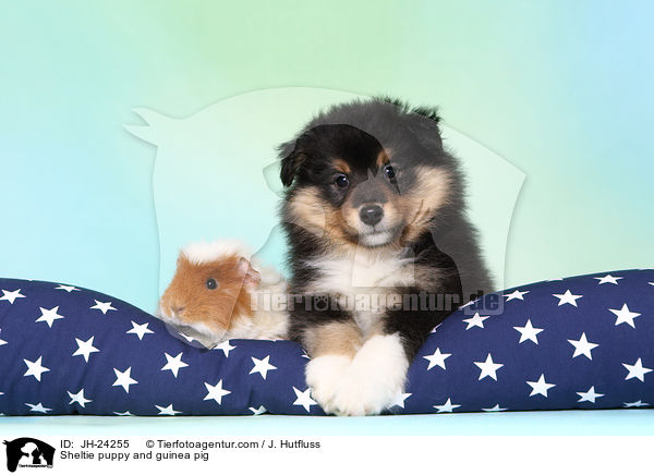 Sheltie Welpe und Meerschweinchen / Sheltie puppy and guinea pig / JH-24255