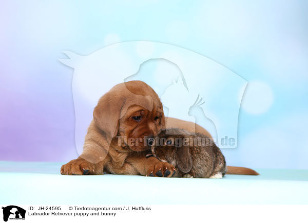 Labrador Retriever puppy and bunny / JH-24595