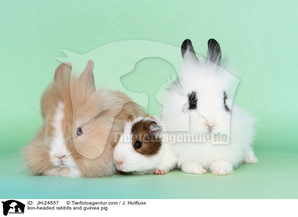 Lwenkpfchen und Meerschweinchen / lion-headed rabbits and guinea pig / JH-24657