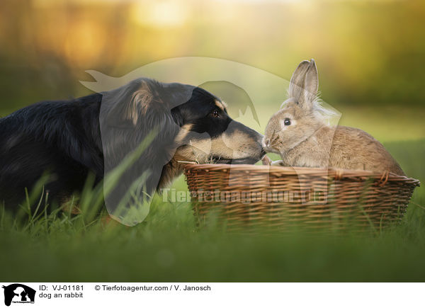 Hund und Kaninchen / dog an rabbit / VJ-01181