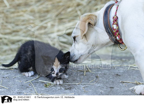 dog and kitten / EHO-01661