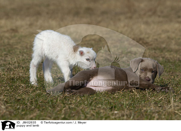 Welpe und Lamm / puppy and lamb / JM-02635