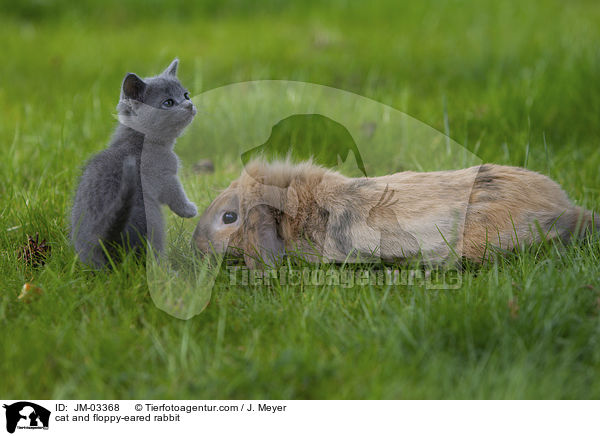 Katze und Zwergwidder / cat and floppy-eared rabbit / JM-03368