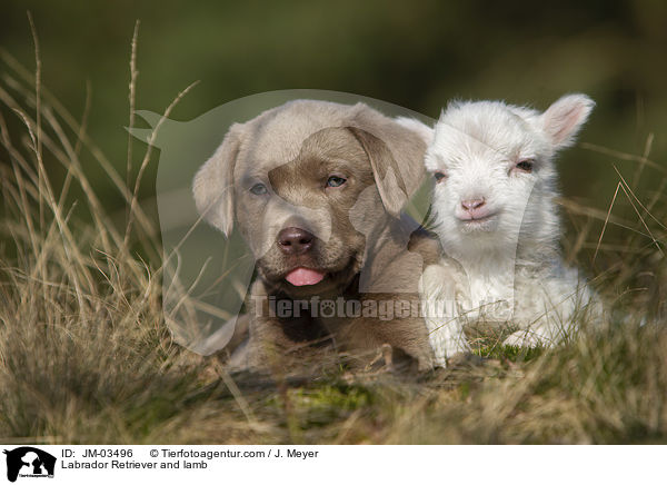 Labrador Retriever and lamb / JM-03496