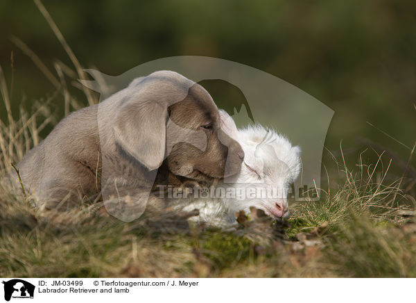 Labrador Retriever and lamb / JM-03499