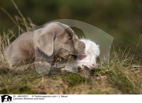 Labrador Retriever and lamb / JM-03501
