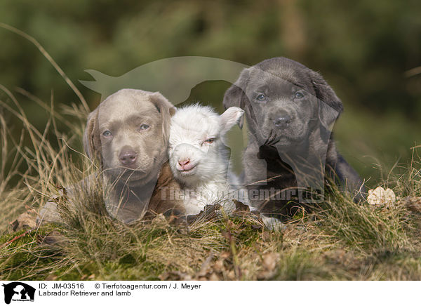 Labrador Retriever and lamb / JM-03516