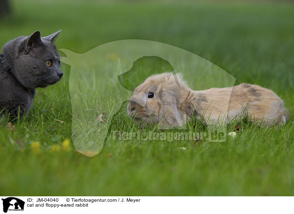Katze und Zwergwidder / cat and floppy-eared rabbit / JM-04040