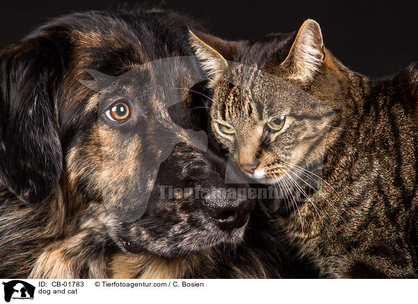 Hund und Katze / dog and cat / CB-01783