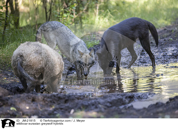 Wildschwein und Eurasische Grauwolf Hybriden / wildboar eurasian greywolf hybrids / JM-21815