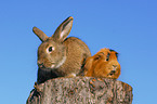 rabbit and guinea pig