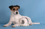 Parson Russell Terrier and bunny