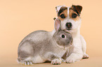 Jack Russell Terrier and dwarf rabbit