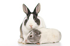 Netherland Dwarf and Smooth-haired Guinea Pig