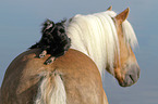 Chihuahua and Haflinger horse