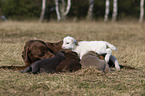 Labrador Retriever and lamb