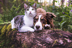 Miniature Australian Shepherd and cat