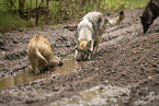 eurasian greywolf and wildboar