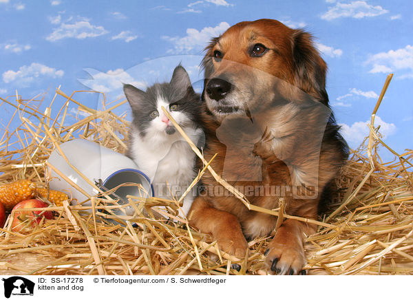 kitten and dog / SS-17278