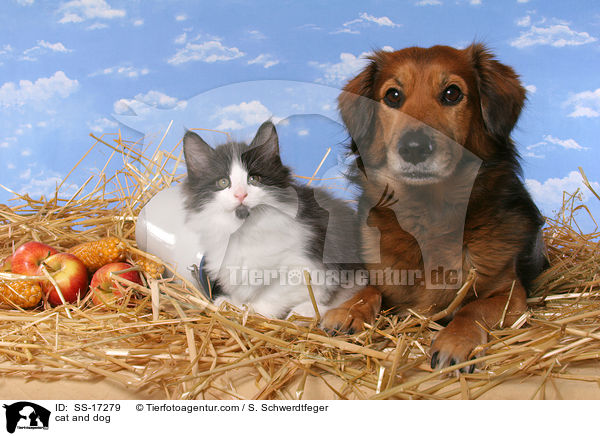 cat and dog / SS-17279