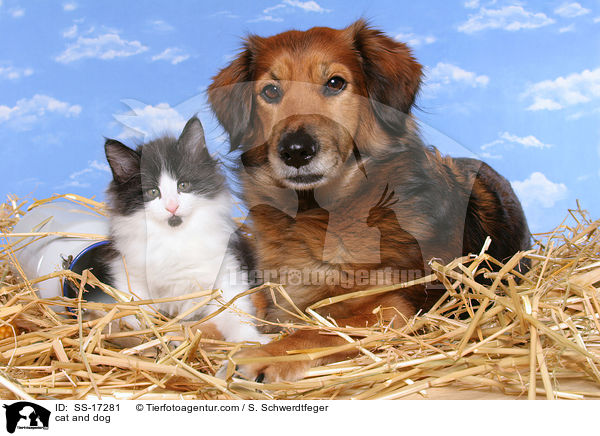 cat and dog / SS-17281